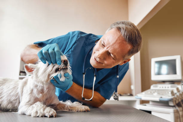 Best Emergency X-Rays and Diagnostics in Okauchee Lake, WI